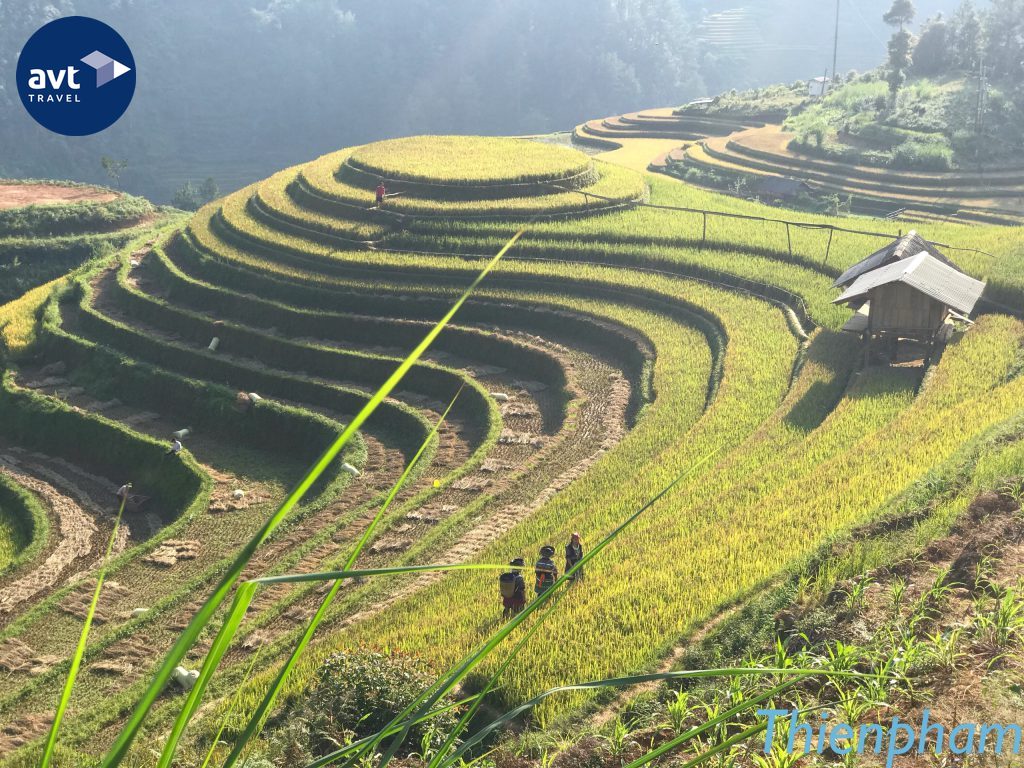 Terraced Rice Fields in Mu Cang Chai - One of the most beautiful rice fields in Vietnam