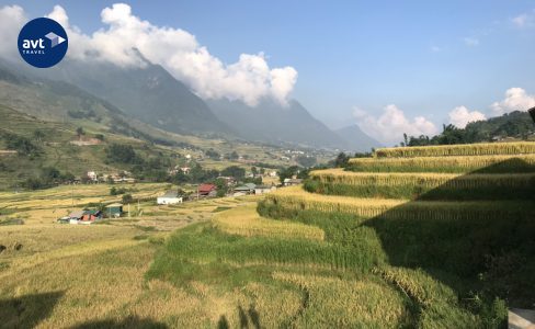 terraced rice field in sapa tour